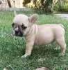 Photo №1. bouledogue - à vendre en ville de Paris | Gratuit | Annonce №17014