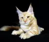 Photo №1. maine coon - à vendre en ville de Tolyatti | 278€ | Annonce № 7742