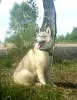 Photo №1. husky de sibérie - à vendre en ville de Voronezh | 571€ | Annonce №11611