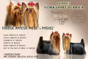 Photos supplémentaires: chiots club YORKSHIRE TERRIER, FCI (KSU)