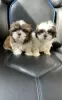 Photo №1. shih tzu - à vendre en ville de Eišiškės | 330€ | Annonce №75810