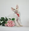 Photo №2 de l'annonce № 44549 de la vente devon rex - acheter à Fédération de Russie éleveur