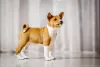 Photos supplémentaires: Chiots Basenji FCI disponibles