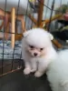 Photo №4. Je vais vendre spitz nain en ville de Sydney.  - prix - 331€