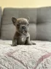 Photo №1. bouledogue - à vendre en ville de Reykjavík | négocié | Annonce №123095