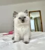 Photo №1. ragdoll - à vendre en ville de New york | 379€ | Annonce № 102887