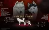 Photo №1. husky de sibérie - à vendre en ville de Pećinci | négocié | Annonce №128340