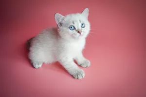 Photo №4. Je vais vendre british shorthair en ville de Lviv. de la fourrière, éleveur - prix - 727€