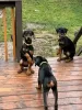 Photo №1. dobermann - à vendre en ville de Göttingen | 106€ | Annonce №129630