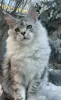 Photo №1. maine coon - à vendre en ville de Taganrog | 370€ | Annonce № 36951