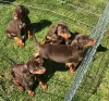 Photo №1. dobermann - à vendre en ville de Брауншвейг | Gratuit | Annonce №105453