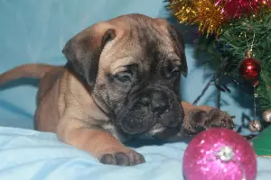 Photo №1. bullmastiff - à vendre en ville de Минск | 500€ | Annonce №4644