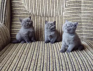 Photo №1. british longhair, british shorthair - à vendre en ville de Minsk | 64€ | Annonce № 1870