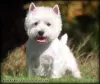 Photos supplémentaires: Un élevage propose des chiots West Highland White Terrier