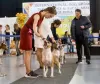 Photos supplémentaires: Réserve ouverte pour les chiots cool d'Amstaff