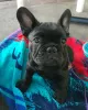 Photo №4. Je vais vendre bouledogue en ville de Гамбург. annonce privée - prix - 404€