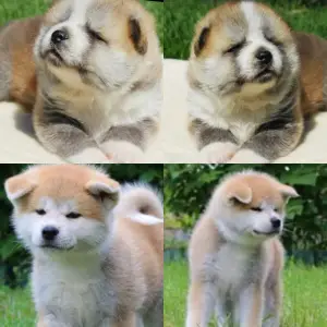 Photos supplémentaires: Les chiots japonais Akita Inu achtent un chien