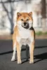 Photos supplémentaires: Chiots Shiba Inu d'un éleveur