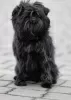 Photo №4. Je vais vendre affenpinscher en ville de Dnipro. de la fourrière - prix - 2000€