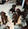 Photos supplémentaires: Chiots Lagotto Romagnolo à vendre