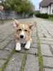 Photos supplémentaires: corgi à vendre