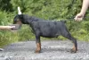 Photo №2 de l'annonce № 11389 de la vente dobermann - acheter à Biélorussie annonce privée