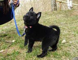 Photo №4. Je vais vendre schipperke en ville de Vladimir. éleveur - prix - 559€