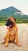 Photo №1. bullmastiff - à vendre en ville de Кисловодск | 398€ | Annonce №24380