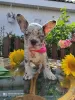 Photo №4. Je vais vendre bouledogue en ville de Rochester. annonce privée - prix - 379€