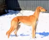 Photos supplémentaires: Chiots Saluki, femelles et mâles