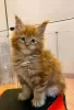 Photo №1. maine coon - à vendre en ville de Ohio City | négocié | Annonce № 107964