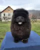 Photo №2 de l'annonce № 131760 de la vente chow-chow - acheter à Serbie éleveur