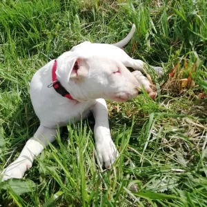 Photo №2 de l'annonce № 6896 de la vente bull terrier - acheter à Biélorussie éleveur