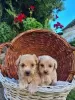 Photos supplémentaires: Chiots Maltipoo