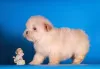 Photos supplémentaires: Maltipoo F1 chiots filles mini