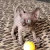 Photo №1. sphynx - à vendre en ville de Hamilton | négocié | Annonce № 89021