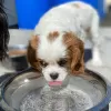 Photo №1. cavalier king charles spaniel - à vendre en ville de Horgen | négocié | Annonce №17415