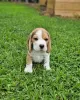 Photos supplémentaires: chiots beagle à la recherche de leur nouvelle maison