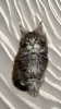 Photo №1. maine coon - à vendre en ville de Ногинск-9 | négocié | Annonce № 13433