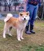 Photos supplémentaires: Chiots Akita Inu japonais