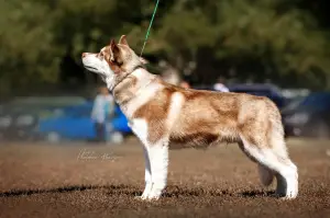 Photo №2 de l'annonce № 4214 de la vente husky de sibérie - acheter à Ukraine de la fourrière