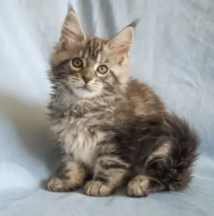 Photo №4. Je vais vendre maine coon en ville de Novolukoml. éleveur - prix - Négocié