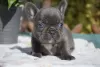 Photo №4. Je vais vendre bouledogue en ville de Munich.  - prix - 300€