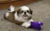 Photo №1. shih tzu - à vendre en ville de Hel | Gratuit | Annonce №93374