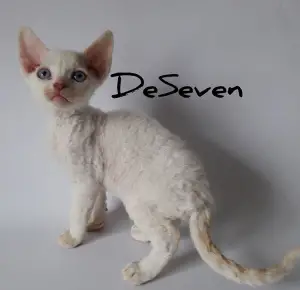 Photo №1. devon rex - à vendre en ville de Kiev | Négocié | Annonce № 4415