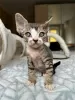 Photo №1. devon rex - à vendre en ville de Heilbronn | 400€ | Annonce № 121010