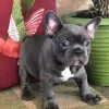 Photo №1. bouledogue - à vendre en ville de Porvoo | Gratuit | Annonce №128373