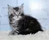 Photo №1. maine coon - à vendre en ville de Москва | 443€ | Annonce № 9316