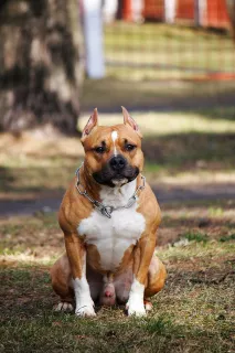 Photos supplémentaires: Le chenil propose des chiots chics pour l'American Staffordshire Terrier!