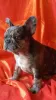 Photo №4. Je vais vendre bouledogue en ville de Bobruisk. annonce privée - prix - 464€